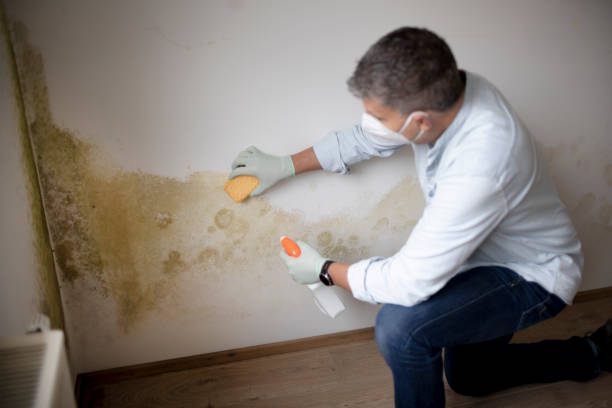Environmental Consulting for Mold Prevention in Wolfdale, PA